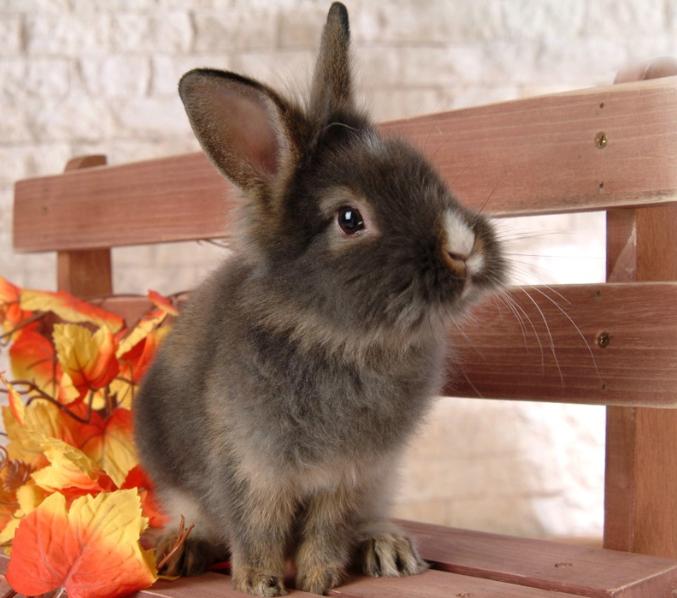 RabbitLina