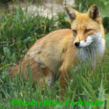 grassfox