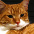 maemae