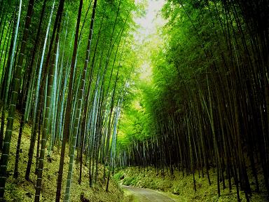 takeda_kenji